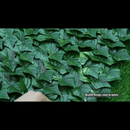 Siepe artificiale con foglie realistiche, facile da montare, per decorazione da esterno e interno, 1m x 3 m